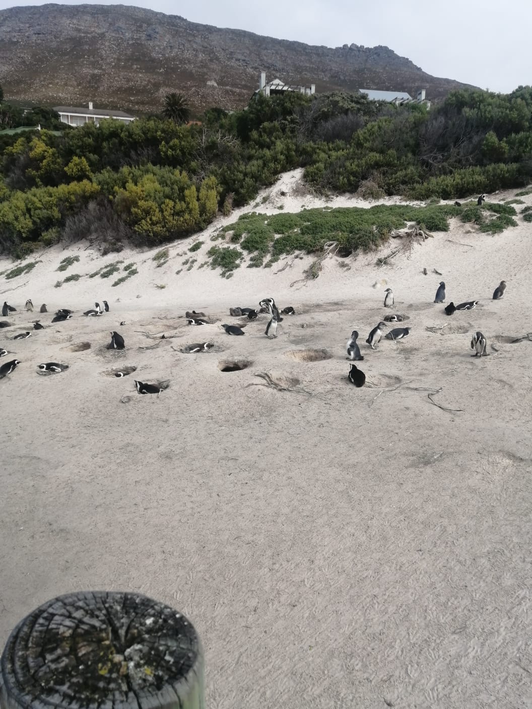 african_penguin_colony